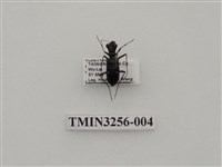 藏品(白點虎甲蟲)的圖片